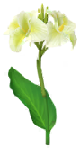 File:White canna lily Big Flower icon.png