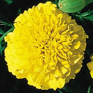 File:Real French Marigold.jpg