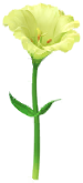 File:Yellow prairie gentian Big Flower icon.png