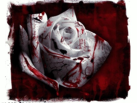 File:The bloody rose.jpg