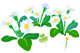File:White primrose flowers icon.png