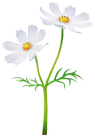White cosmos Big Flower icon.png