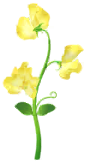 File:Yellow sweet pea Big Flower icon.png