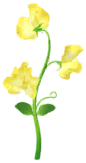 File:Yellow sweet pea Big Flower icon.png