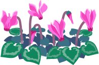 Red cyclamen flowers icon.png
