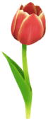 Red tulip Big Flower icon.