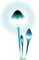 Artwork of a Common Glowcap.