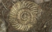 File:Fossil.png
