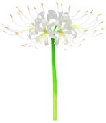File:White spider lily Big Flower icon.png