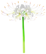 File:White spider lily Big Flower icon.png
