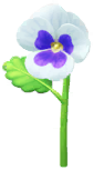 File:White pansy Big Flower icon.png