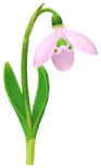 File:Red snowdrop Big Flower icon.png