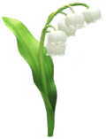 File:White convallaria Big Flower icon.png