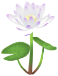 White water lily big flower in Pikmin Bloom