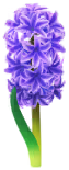 File:Blue hyacinth Big Flower icon.png