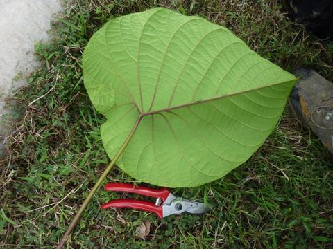 File:Real Peltate Leaf.jpg