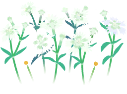 File:White dianthus flowers icon.png