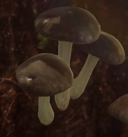 File:Mushrooms.png