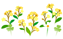 File:Yellow forget-me-not flowers icon.png