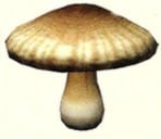 Artwork of the Anti-hiccup Fungus.