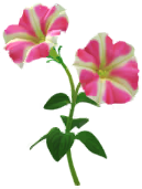 File:Red petunia Big Flower icon.png