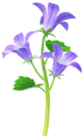 File:Blue bellflower Big Flower icon.png