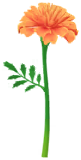 File:Red marigold Big Flower icon.png