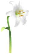 File:White lily Big Flower icon.png