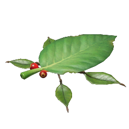 File:Skitter Leaf P4 icon.png