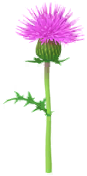 File:Red thistle Big Flower icon.png