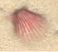 A red scallop in the Forgotten Cove.