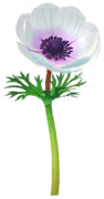 White windflower Big Flower icon.png