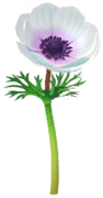 File:White windflower Big Flower icon.png