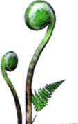Artwork of a Fiddlehead plant.