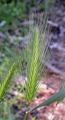 File:Young Foxtail.jpg