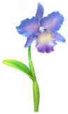 File:Blue cattleya Big Flower icon.png