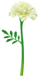 File:White marigold Big Flower icon.png