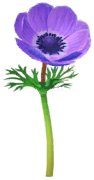 Blue windflower Big Flower icon.png