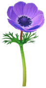 File:Blue windflower Big Flower icon.png