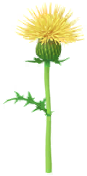 File:Yellow thistle Big Flower icon.png