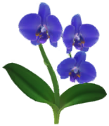 File:Blue moth orchid Big Flower icon.png