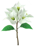 White bougainvillea Big Flower icon.png