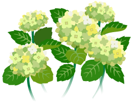 File:White hydrangea flowers icon.png