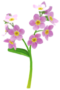 File:Red forget-me-not Big Flower icon.png