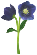 Blue helleborus Big Flower icon.png
