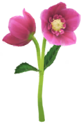 File:Red helleborus Big Flower icon.png