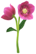 File:Red helleborus Big Flower icon.png