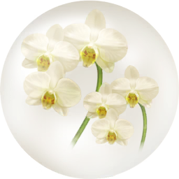 File:White moth orchid nectar icon.png
