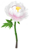 File:White peony Big Flower icon.png