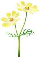 File:Yellow cosmos Big Flower icon.png